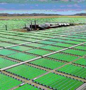 Algae Farming Systems